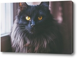   Картина Портрет черной кошки 