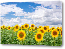   Картина Sunflower field landscape