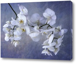    Орхидея белая