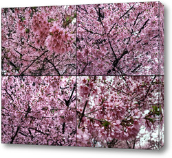  Цветы розовой сакуры
