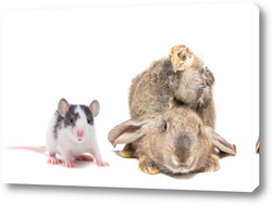   Картина Animals on isolated white background