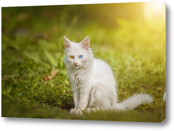   Картина Маленький белый котенок британской кошки сидит на траве