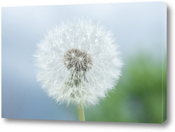   Картина Dandelion seed pod in a beautiful background	