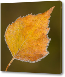   Картина Осенний лист дерева в ледяной изорози
