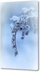  Сухое растение на бело снегу