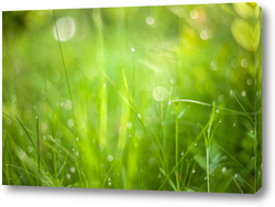   Картина Зеленая трава на луговом поле