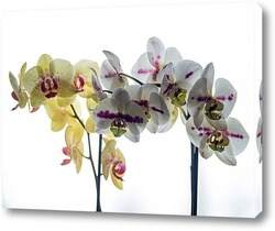   Картина Орхидеи