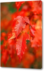   Картина Яркие, осенние листья клёна