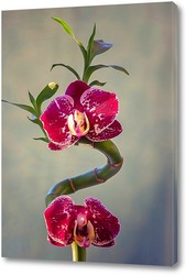   Картина Орхидея  на бамбуке