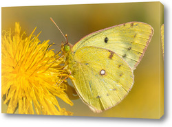   Картина Бабочка на цветке одуванчика