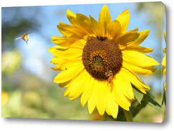   Картина Подсолнух с пчёлкой и шмеликом