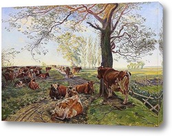  Крупный рогатый скот на острове Сальтхольм, 1890
