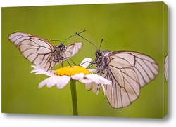   Картина бабочки на цветке ромашки