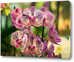   Картина Орхидеи
