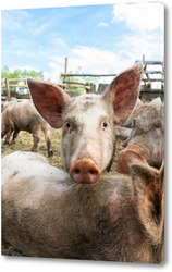   Картина Pig farming raising and breeding of domestic pigs.	