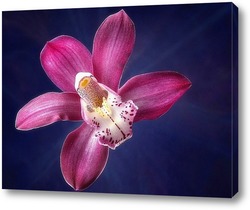  Картина Цветок орхидеи цимбидиум