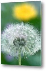  Dandelion seed pod in a beautiful background	