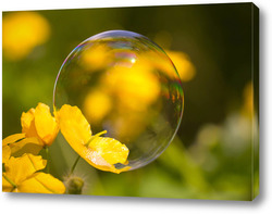    Мыльный пузырь на жёлтом цветке