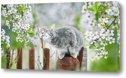   Картина кошка и вишня