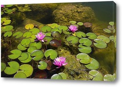   Картина Розовые кувшинки в пруду