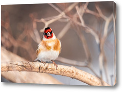  Goldfinch, Carduelis carduelis, perched on wooden perch with blurred natural background