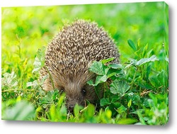  hedgehog on the grass.