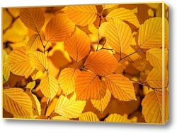  Картина Красивые, жёлтые, осенние листья деревьев