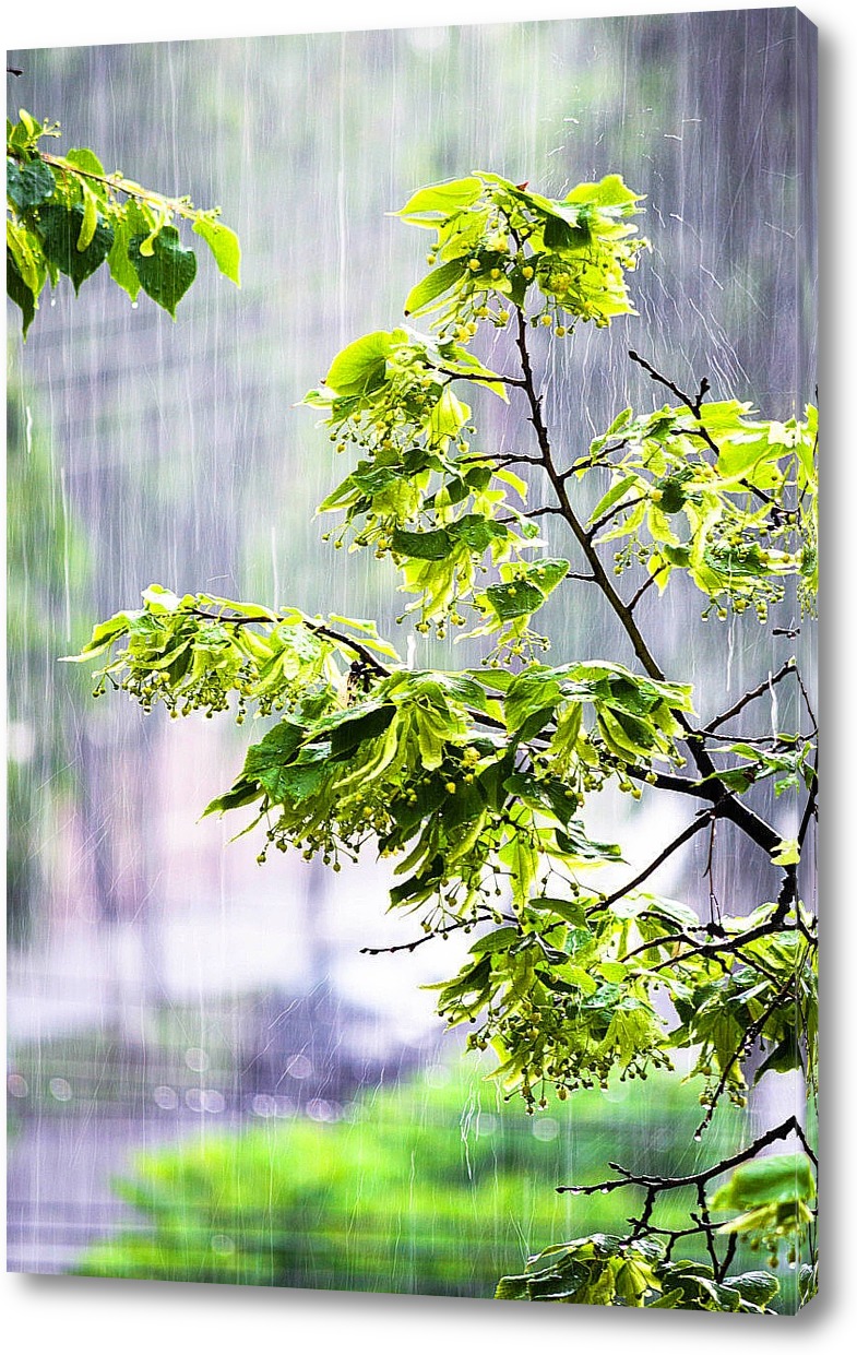 Картина Весенний дождь