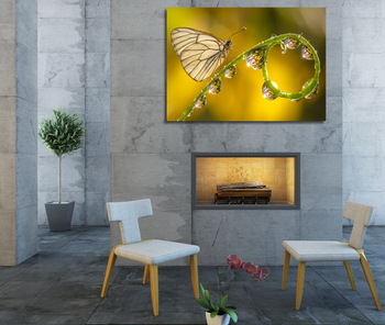 Модульная картина Бабочка на стебле с капельками