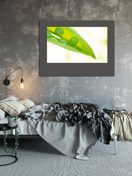 Модульная картина Макрос растущего гороха в поле, спелого свежего зеленого горошка на органической ферме, зеленого горошка, висящего на растении