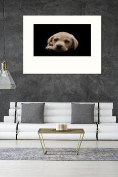 Модульная картина Portrait of a Labrador Retriever dog on an isolated black background.