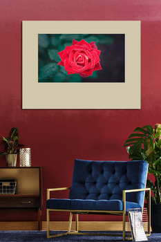Модульная картина Beautiful red rose flower, closeup.	