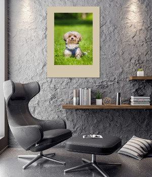 Модульная картина Beautiful puppy of bolognese dog	