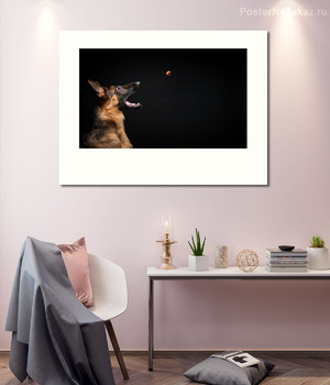 Модульная картина Немецкая овчарка