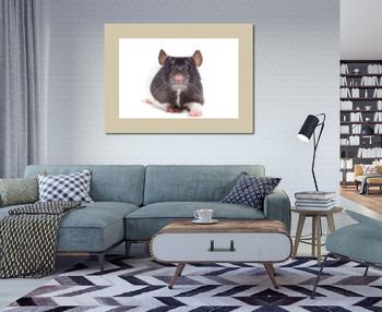 Модульная картина крыса на белом фоне