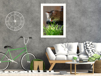 Модульная картина Кошка