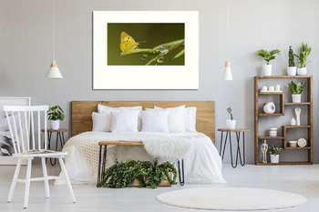 Модульная картина Бабочка на листике с росой