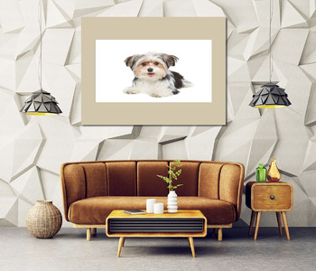 Модульная картина Puppy Maltese lapdog isolated on white background.