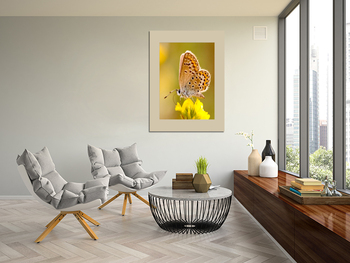 Модульная картина Бабочка на жёлтом цветке