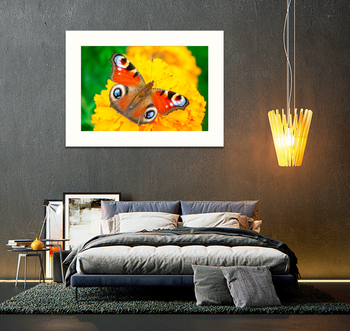 Модульная картина European peacock butterfly (Aglais io). Copy space