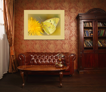 Модульная картина Красивая бабочка на цветке одуванчика