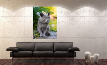 Модульная картина Grey cat on the grass.	