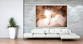 Модульная картина красивая кошка