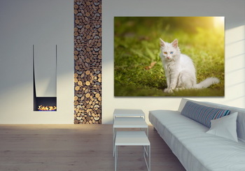 Модульная картина Маленький белый котенок британской кошки сидит на траве