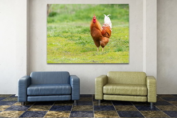 Модульная картина Beautiful Rooster standing on the grass in blurred nature green background.rooster going to crow.