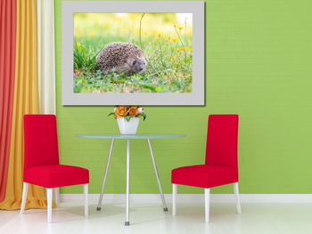 Модульная картина Hedgehog on the grass.