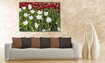 Модульная картина Контрастные красные и белые тюльпаны