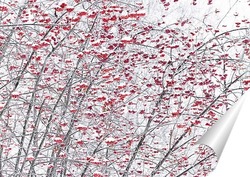   Постер Рябина в городском парке.
