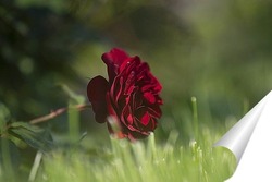  Роза в осеннем саду
