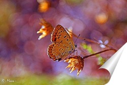  Butterfly on blossom flower in green nature.